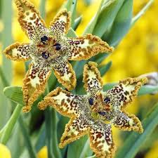 Image result for Ferraria