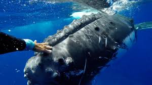 Check spelling or type a new query. A Marine Biologist Says A Humpback Whale Saved Her From A Shark Bbc News