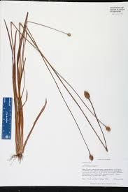 Image result for Xyris laniceps