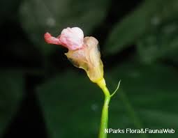 Image result for Marantochloa