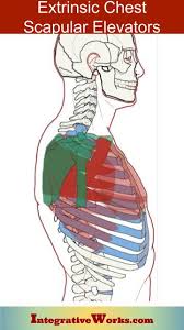 The sternum or breastbone is a long flat bone located in the central part of the chest. Self Care Doorway Stretches For Chest Muscles Integrative Works