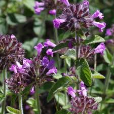 Image result for Clinopodium uhligii