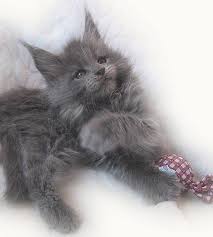 File:bluesmoke maine coon female cat.jpg. Timaracoon S Jarmila Blue Smoke Girl 8 Weeks Stays Cute Cats And Dogs Cats Cute Animals