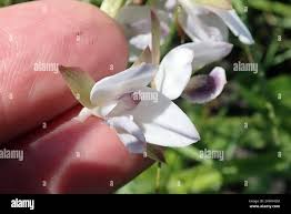 Image result for Eulophia hians