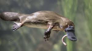 Pin On Wildlife