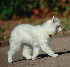 pin by nadia omelchenko on kitajskaya hohlataya sobaka chinese crested powder puff chinese crested animals