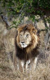 Notch Having A Bad Hair Day Lion Pictures African Animals Animals Wild