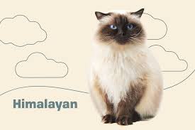We had seen three on ultrasound. Himalayan Colorpoint Persian Cat Breed Information Characteristics Daily Paws