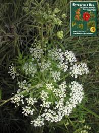 Image result for Aphloiaceae