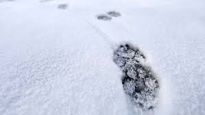 Möchten sie ihr neues lieblingsreiseziel entdecken? Nahe Russischer Fabrik Sieben Hunde Mit Blauem Fell Gesichtet Tierschutz Alarmiert Panorama Stuttgarter Nachrichten