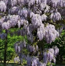 Wisteria codes (working) (new 4 codes). How To Grow Wisteria Garden Design