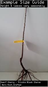 Hilltop fruit trees is north america's premier grower of commercial fruit trees. Hill Top Fruit Trees Popular