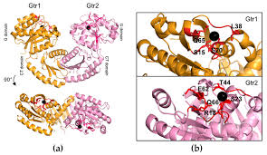 The Architecture of the Rag GTPase Signaling Network