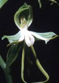 Image result for Bonatea antennifera