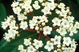 I suoi fiori a trombetta attirano farfalle e insetti impollinatori e durante l'inverno e l'estate offrono riparo a tantissimi animaletti. 10 Piante Da Esterno E Tipi Di Fiori Resistenti A Freddo E Sole