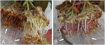 Image result for Hilsenbergia