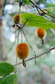 Image result for Raphidiocystis