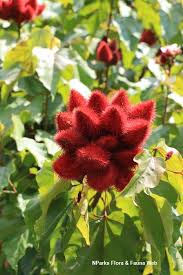 Image result for Bixa orellana