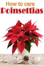 How To Care For Poinsettia Plants Poinsettia Plant Christmas Plants Poinsettia