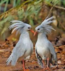 Aves Mundo Panosundaki Pin