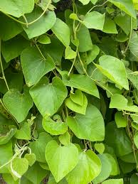 Leafy spurge leaves leafy spurge fruit leafy spurge plants euphorbia esula. Weekly Puzzler 214 Vine With Heart Shaped Leaves And Unusual Yellowish Green Flowers Nature For My Soul