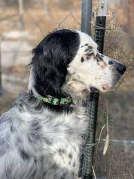 Victor A Laid Back Loving 6 Year Old English Setter Male Available For Adoption From Above And Beyond English Setter Dog Adoption English Setter Foster Dog