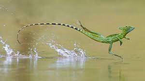 Maybe you would like to learn more about one of these? 5 Animals That Can Walk On Water Youtube