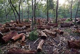 Información sobre deforestación en el diccionario y enciclopedia en línea gratuito. Como El Lenguaje De Dominacion Estimula La Deforestacion Wrm En Espanol