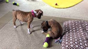Negative experiences can have an impact on the pup, so take care, just like their mother would. Boxer Puppies 8 Weeks Old Youtube