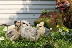 In fact, bathing your baby more often can lead to dry skin and discomfort. Buying Baby Chicks A First Timer S Guide Insteading