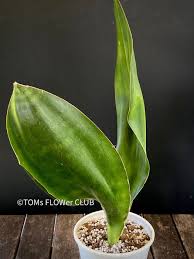 Image result for Sansevieria hyacinthoides