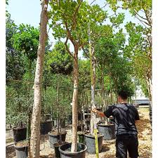 Image result for Erythrina falcata