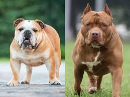 American bulldog temperament and personality. Full Comparison American Bulldog Vs Pitbull Pets Nurturing
