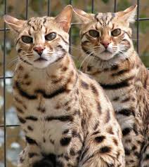 Leopard cat felis bengalensis in wild. Asiankittunz Beginners Guide To Adopting A Bengal Cat