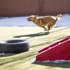 Horse video games, jump castle, ds games cats and. Pet Groomers In Castle Rock Yelp