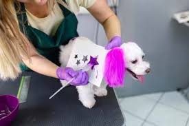 To get a more distinct design how to dye your dogs hair? 13 Pet Hair Dye Ideen Pudel Tierliebe Pfoten