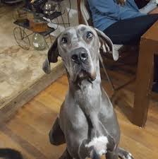 One of the giant breeds, the great dane is known for their large size & also for their gentle, sweet demeanor. Appalachian Great Danes Va Home Facebook