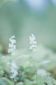 Maybe you would like to learn more about one of these? Ethereal Fantasy Mint Green Aesthetic Green Aesthetic Beautiful Flowers