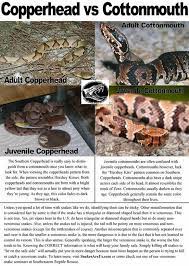 Beware, this is some graphic footage. Copperhead Vs Cottonmouth Poisonous Snakes Teaching Life Skills Snake Venom