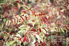 Image result for Excoecaria