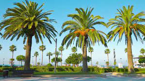 Palm trees purple sunset by fred bahurlet (wamdesign) | mipic. Beautiful Palm Trees Nature Background Stock Footage Video 100 Royalty Free 11380625 Shutterstock