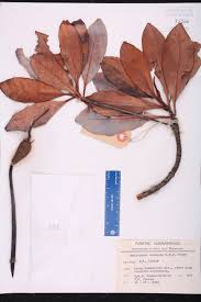 Image result for Rhizophora racemosa
