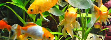 The betta is a fish with lots of vibrant colors so when selecting tank mates to keep with male bettas or female bettas in a community, you'll want to provide fish that are not aggressive and don't have any. Aquarium Water Care For Healthy Fish Tanks Petsmart