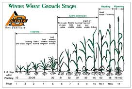 Nitrogen Uptake In Corn And Wheat Nitrogen Use Efficiency