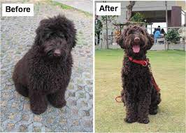 Our smeraglia english teddy bear goldendoodles have not become famous for lack of good reason. Black Goldendoodle Haircuts Online Shopping