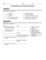 Their work may look something. Photosynthesis And Respiration Doc Name Date Class Photosynthesis And Cellular Respiration I Work Alikes Directions In The Space Provided Write The Course Hero