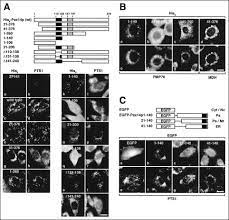 Maybe you would like to learn more about one of these? Functional Domains And Dynamic Assembly Of The Peroxin Pex14p The Entry Site Of Matrix Proteins Journal Of Biological Chemistry