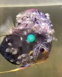 325684 Views On Imgur In 2020 Animals Beautiful Animals Beautiful Sea Creatures