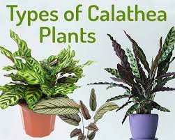 Калатея (calathea) — уход в домашних условиях. 15 Must Have Types Of Calathea Plants With Pictures My Little Jungle