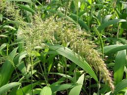 Image result for Setaria poiretiana